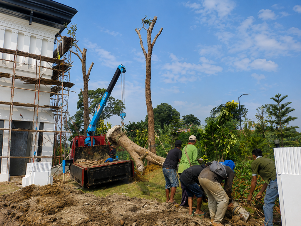 Proses penanaman Pohon Peneduh Tabebuya di Summarecon Bogor