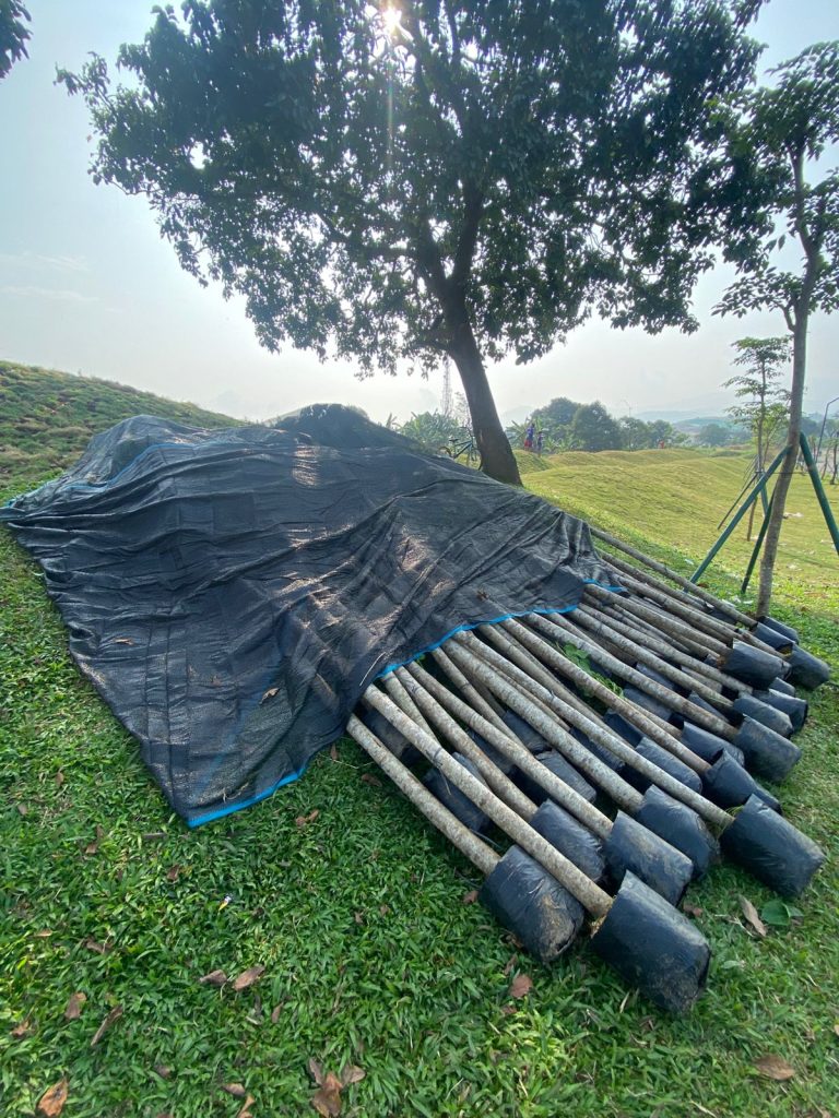  60 Pohon Peneduh Angsana 