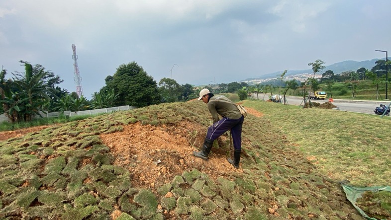 Proses-Penanaman Rumput-Peking-oleh-ATN