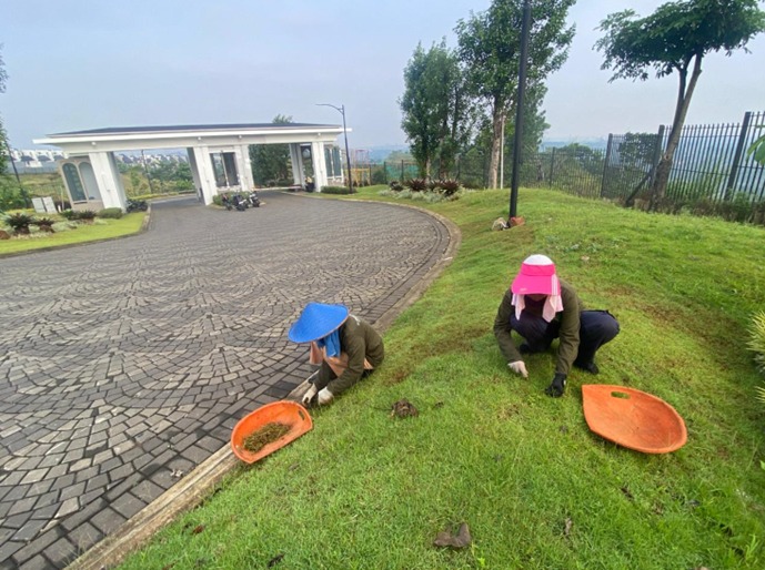 Pembersihan-Gulma-Rumput-Peking-oleh-PT-Anugerah-Tunas-Nusantara