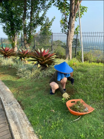 Pembersihan-Gulma-Rumput-Peking-oleh-PT-Anugerah-Tunas-Nusantara 