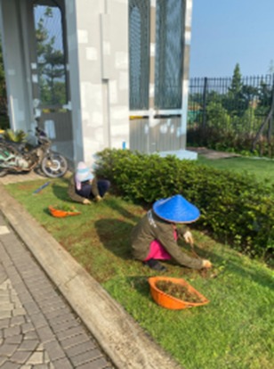 Pembersihan-Gulma-Rumput-Peking-oleh-PT-Anugerah-Tunas-Nusantara 