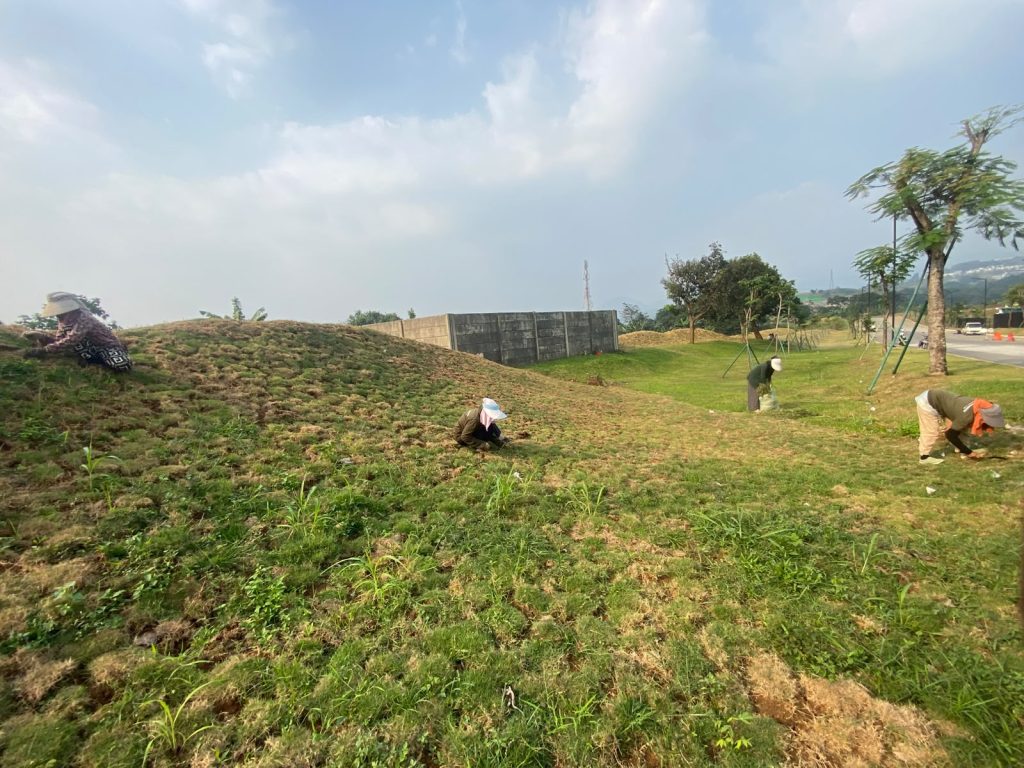 Proses pembersihan gulma - pembuatan taman oleh PT ATN