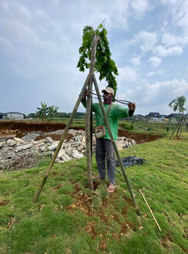 Proses penanaman Pohon Peneduh Angsana 