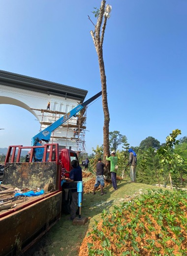 Proses penanaman pohon peneduh Tabebuya di kawasan perumahan