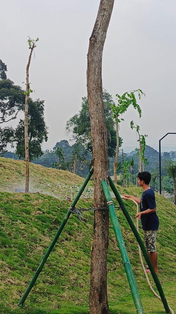 Penyiraman Pohon Angsana_PT ATN