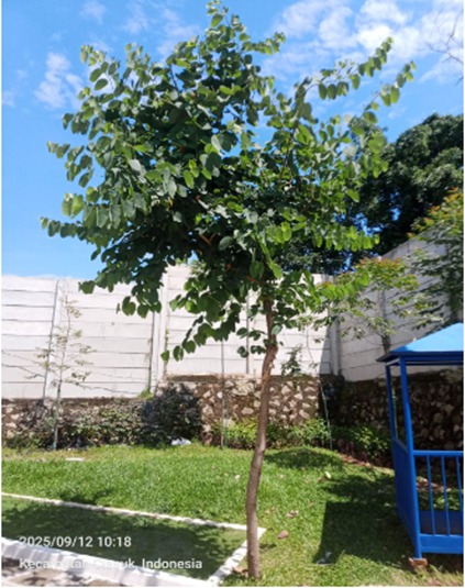 Penanaman-Pohon-Kupu-Kupu-oleh-PT-Anugerah-Tunas-Nusantara