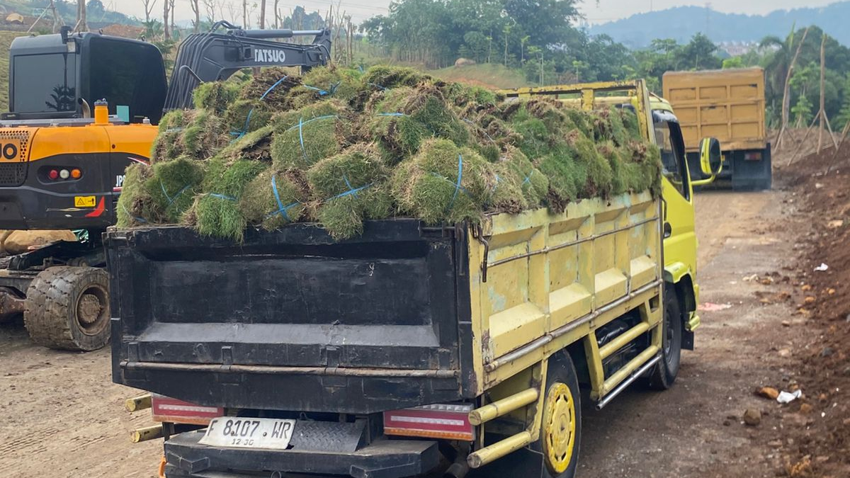 Supply-Rumput-Peking-oleh-PT-Anugerah-Tunas-Nusantara 