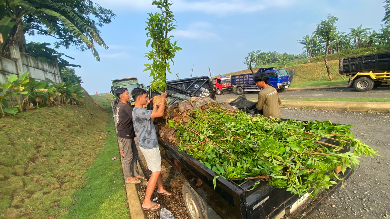 Supply-Tanaman-Tecomastan-oleh-PT-Anugerah-Tunas-Nusantara