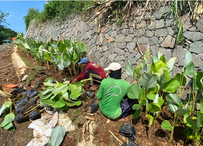 Proses tanam calathea