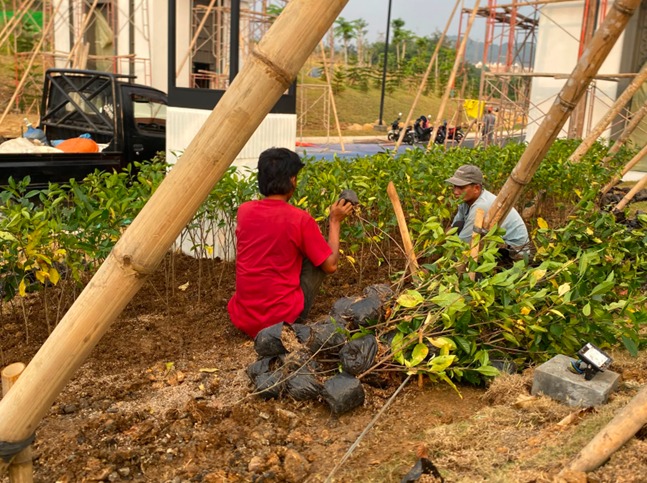 proses proyek lanskap penanaman kaca piring oleh PT ATN