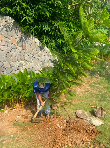 Proses penanaman norflok - proyek lanskap oleh PT ATN