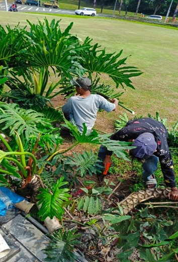 penanaman tanaman philo oleh PT ATN