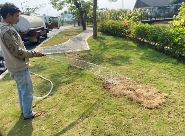 penyiraman tahap awal pada proyek penanaman rumput