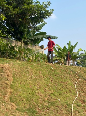 Penyiraman dan penanaman tecomastan