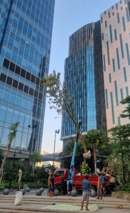 Pohon Randu oleh PT ATN