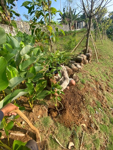 penanaman tecomastan