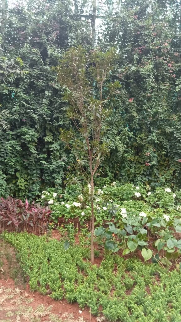 pohon santos lemon