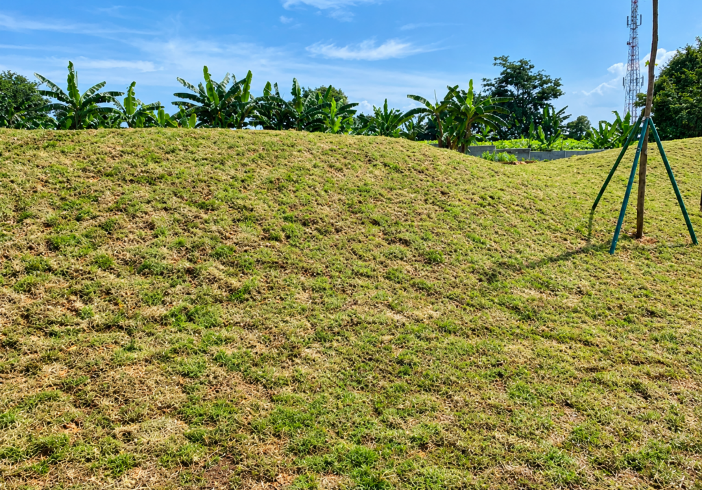 Harga Rumput Taman per m²