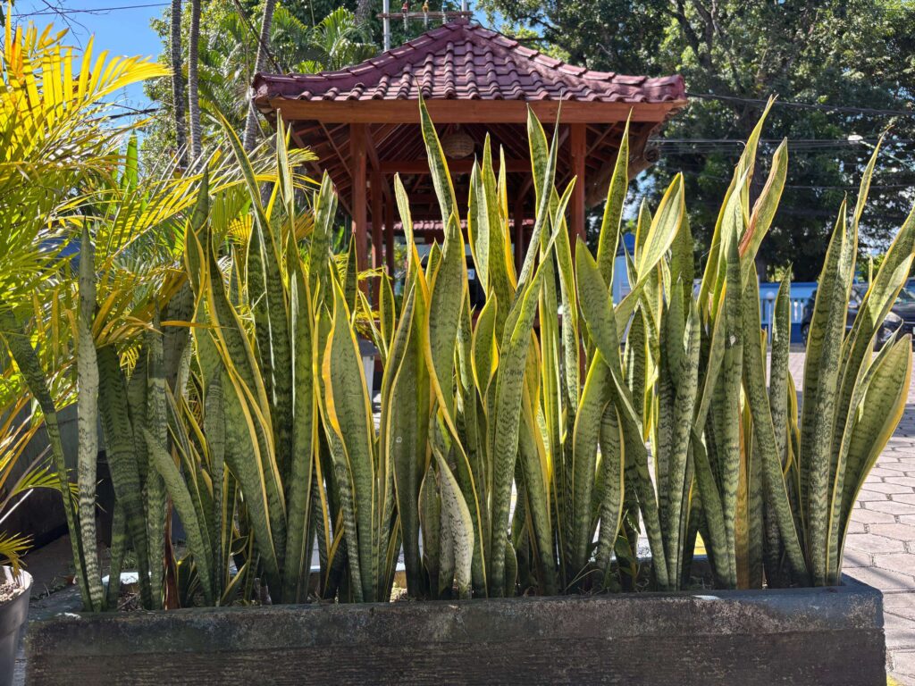 Lidah Mertua