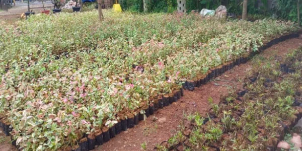 nursery 6_11zon